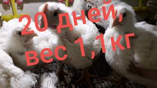 Арбор Айкрес.  ШОК!!! Вес Птицы в  20 Дней. ВЫРАЩИВАНИЕ Бройлеров.