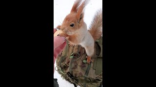 Милая белка не дала себя поймать /