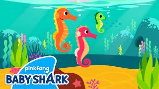 Hey-ho-hey, Seahorse | Sea Animals Song | Baby Shark and Sea Animals 