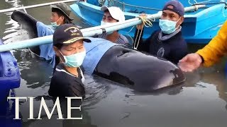 A Pilot Whale Has Died In Southern Thailand After Swallowing 17 Pounds Of Plastic Waste | TIME