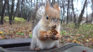 Белка, у которой ножка / A squirrel with a leg