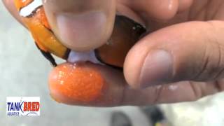 clownfish egg extraction