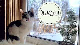 Кот Бонифаций тренирует силу воли и считает мир несправедливым