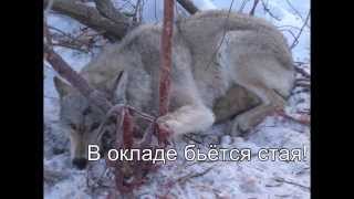 Волк и стая