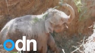 Cute baby elephant rescued after falling in pit