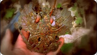 ML61  Раскопки ПЕРВОЙ МИРОВОЙ WW1 excavations HD SUB