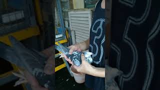 台灣李巴客配恆得力90鴿系{惡氣候專家}600號公鴿/黃家鴿藝二代