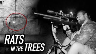 Shooting Rats out of Trees with Night Vision!