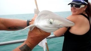 Sharks In Key West !