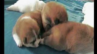 Akita puppies - T litter