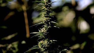 Chile tiene el mayor cultivo de marihuana de Latinoamérica - CHV NOTICIAS
