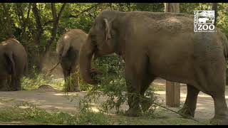 Elephants Get Lots of Bamboo - Cincinnati Zoo