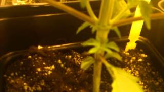 Seguimiento cultivo indoor: 19 dias crecimiento