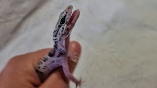 Ящеричка-истеричка: АААА!!! Не фоткай меня! Не фоткай меня! Орёт что-то на ящеричном