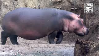 Hippo Fiona is 6 Years Old - Here's 6 Years of Highlights - Cincinnati Zoo