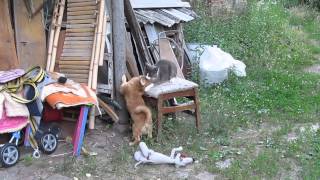 Кот и щенок Бьёт - значит любит! Cat and the puppy gets - it means love!