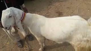 Mashallah bakra Mandi main AAJ ka rate |gulabi Goat 03337239651