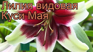 Лилия видовая Куси Мая (lilium) ? видовая лилия Куси Мая обзор: как сажать, луковицы лилии Куси Мая