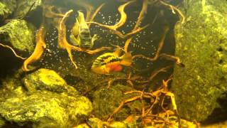 Cichlasoma Salvini met jongen 04-08-12