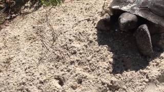 Гофер прячется в норку Cypress Creek Preserve 03.06.16