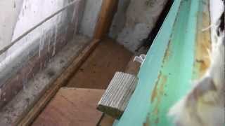 облёт пчёл в комнате у окна.Вees flying around in the room by the window
