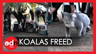 Heartwarming Moment Koalas Released Into Wild After Australia Bushfires