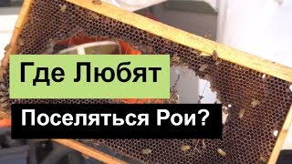№97 Где Любят Поселятся Рои? Обмен Опытом. Пчеловодство. Пасека.
