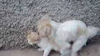 travesti gay dog