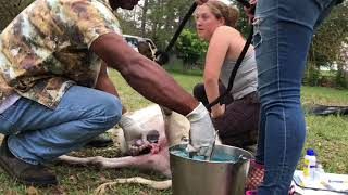 Huckleberry getting his gelding surgery.