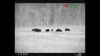 ARCHER TSA-5R/640-55 кабаны на овсах