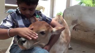 Punganur Cow calf Playing with kids