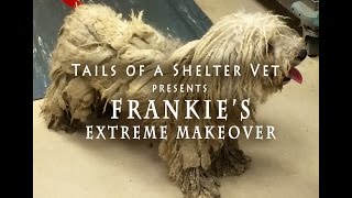 Emergency Dog Grooming - Matted Dog Soaked in Urine