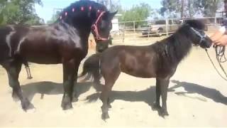 Huge black monster of a friesian horse mounting a miniature pony
