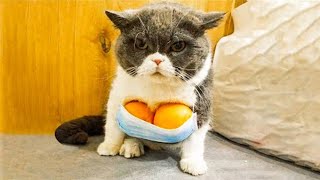 МОЙ ХОЗЯИН ИДИОТ