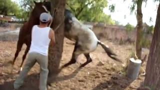 Wild Animal Mating Metal of Horses mating