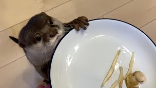 食べなかったドライのホタテを水に浸してもらったカワウソ Otter soaked in water with dry scallops he didn't eat.