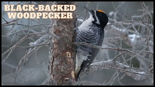 Male Black-backed Woodpecker