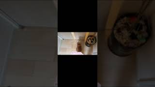 カワウソさくら カワウソと猫のお出迎えの勢いがすごい Otter and cat welcome mom #shorts