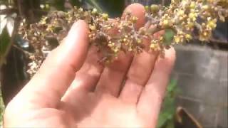 Visão geral das minhas plantas 2018
