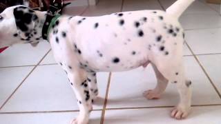 Dalmata-Guy c/ 2 meses