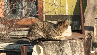 Кошки