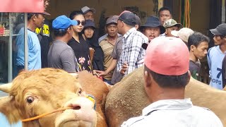 DISERBU BLANTIK DAN JURAGAN SAPI, NAMUN JURAGAN MUDA INI TETAP SANTAI