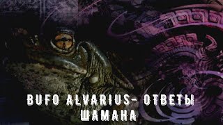 Действие Буфо Альвариус на человека