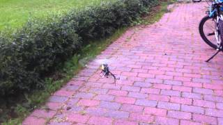 T-rex 250 Pro DFC - Maiden flight and crash