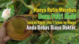 HANYA MEREBUS DAUN PUTRI MALU LALU MINUM HANGAT-HANGAT KUKU, JANGAN KAGET ANDA AKAN SEHAT SELAMANYA