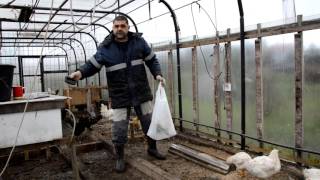 Бройлеры КОББ 500. 2 месяца. Жизнь в теплице.
