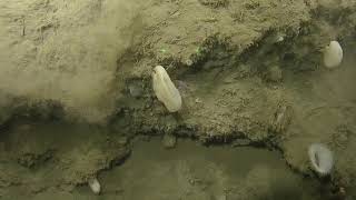 Sampling Glass Sponges in the Olympic Coast National Marine Sanctuary | Nautilus Live