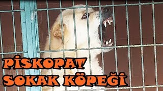DEHŞET SAÇAN KÖPEK EĞITIM MERKEZI GEZİSİ