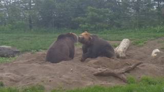 Bear love
