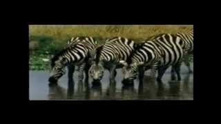 Documental_Dinosaurios en el rio - el cocodrilo del Nilo